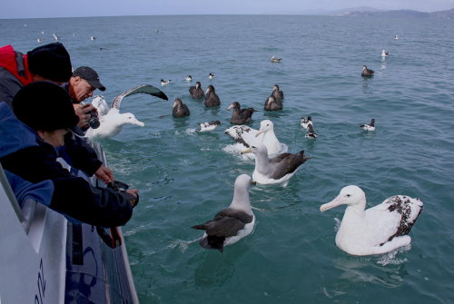 Albatross Encounter